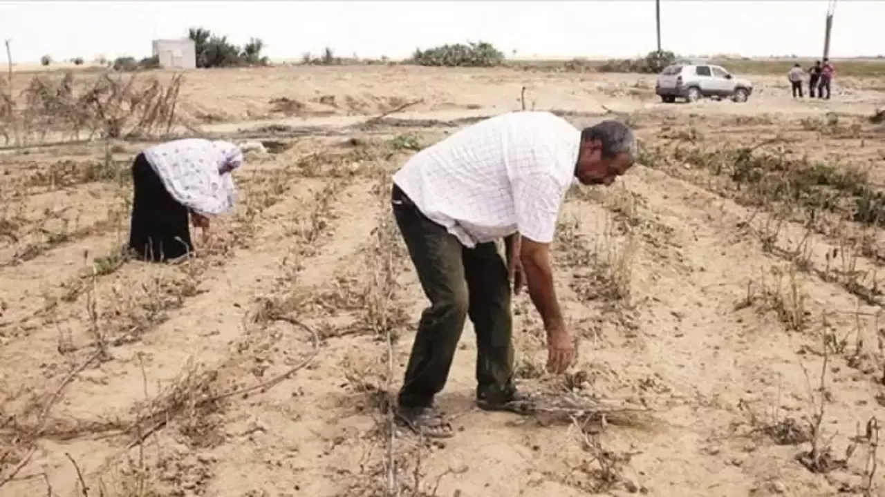 İsrail, Gazze saldırılarında kullandığı yasaklı mühimmatla toprağı da zehirliyor