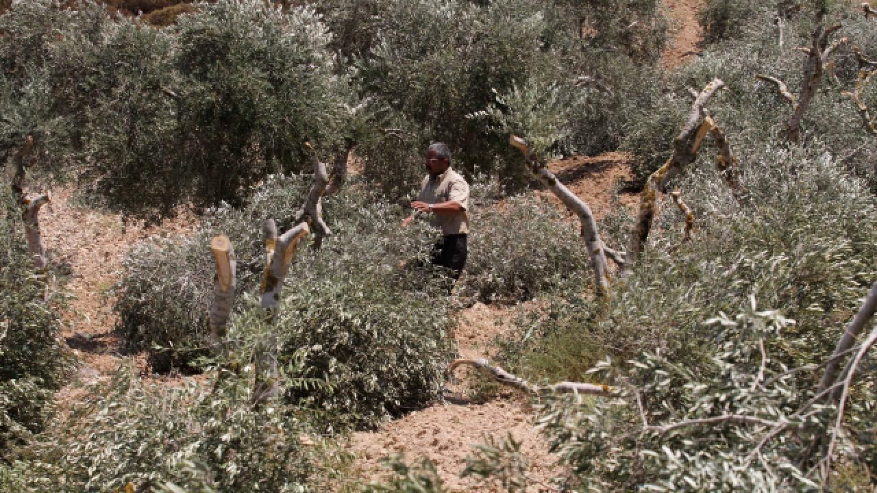 Batı Şeria'daki Filistin topraklarını gasbeden İsrailliler, Filistinli çiftçinin zeytin ağaçlarını kesti