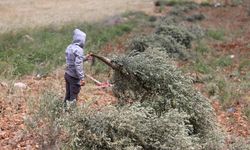 Filistin toraklarını gasbeden İsrailliler, Batı Şeria'da zeytin ağaçlarını söktü