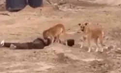 Gazze'de köpeklerin havlaması değişti!