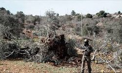 Batı Şeria'da doğa katliamı: Bin 608 zeytin ağacı söküldü