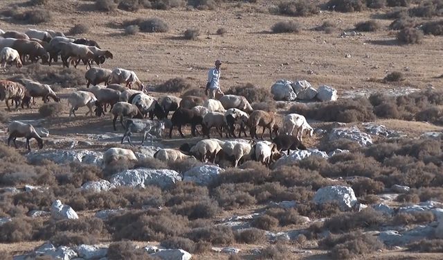 Gaspçı İsrailliler, Batı Şeria'da 300 koyun çaldı