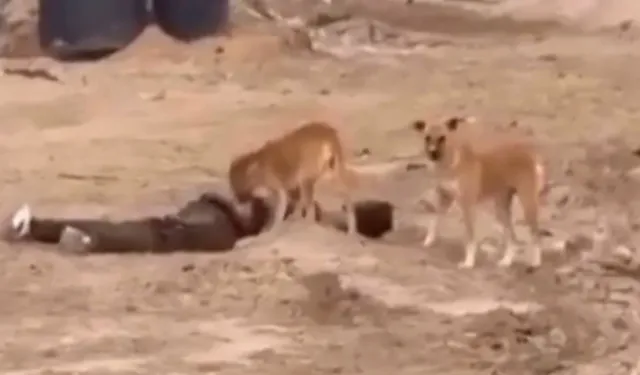 Gazze'de köpeklerin havlaması değişti!