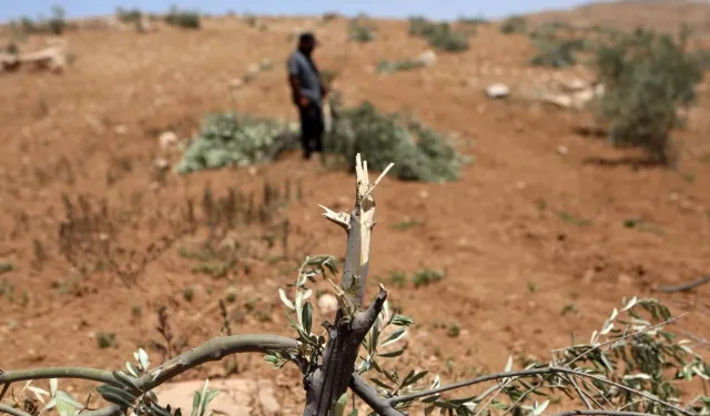 İsrailliler, Batı Şeria'da 850 ağacı yok etti