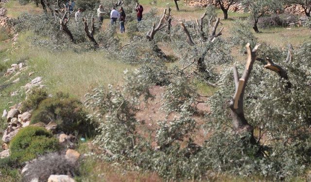 İşgalci İsrailliler, bir ayda 49 bin ağacı yok etti